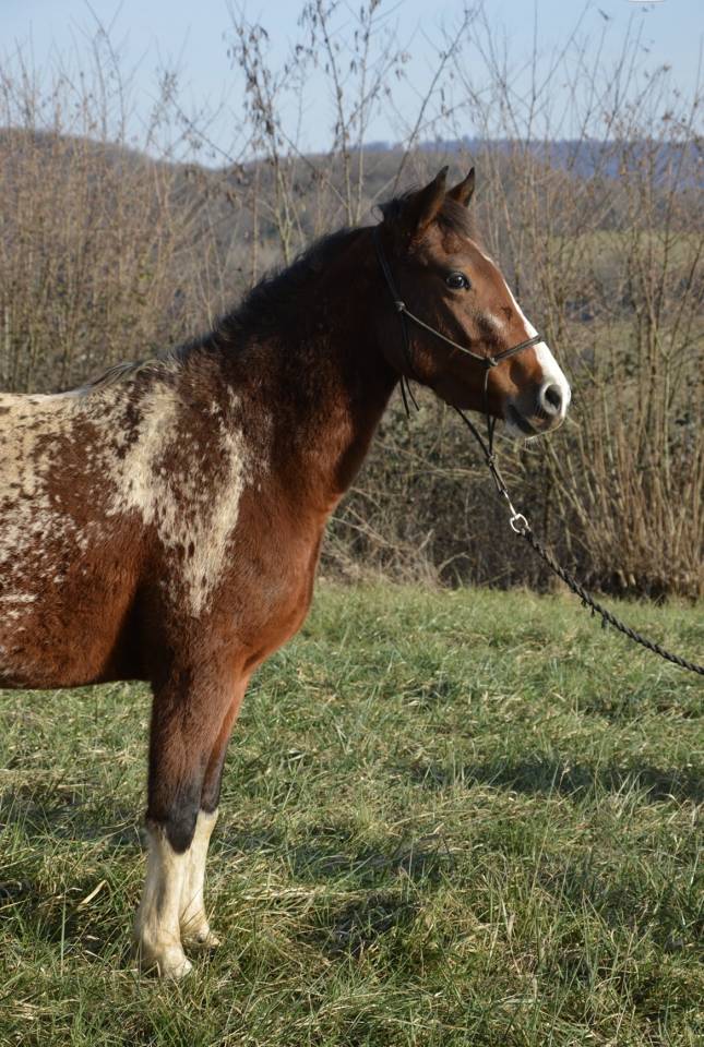 Jument/Ponette OC 2022