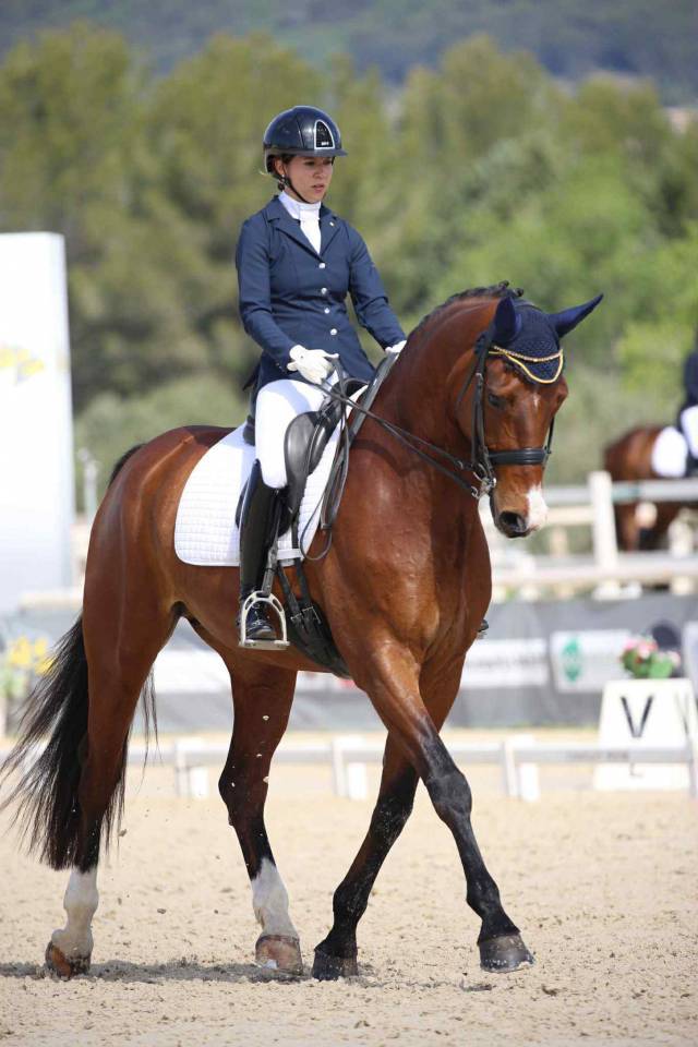 Hongre - 9 ans - PSG Soliman de Hus x Florestan