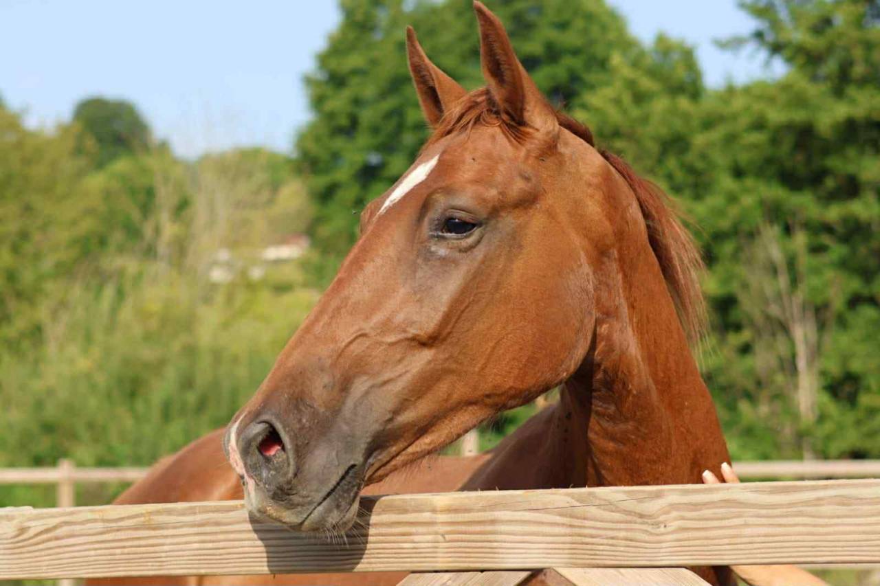 Hongre - 3 ans - Vidar x Cecotto&rsquo;s As- France