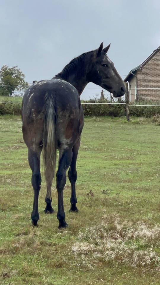 Belle jument 8 ans 