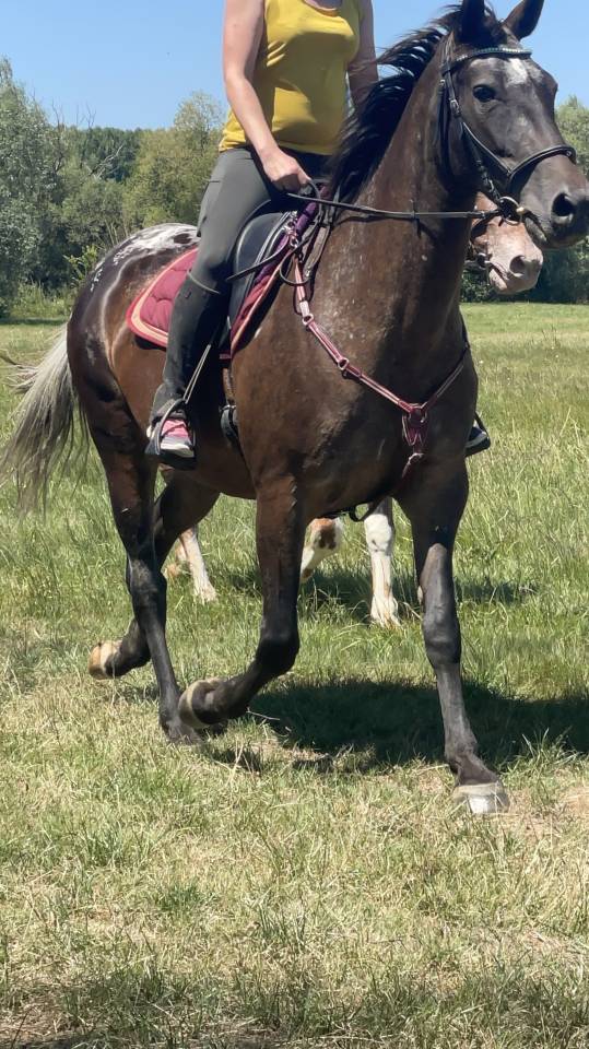Belle jument 8 ans 