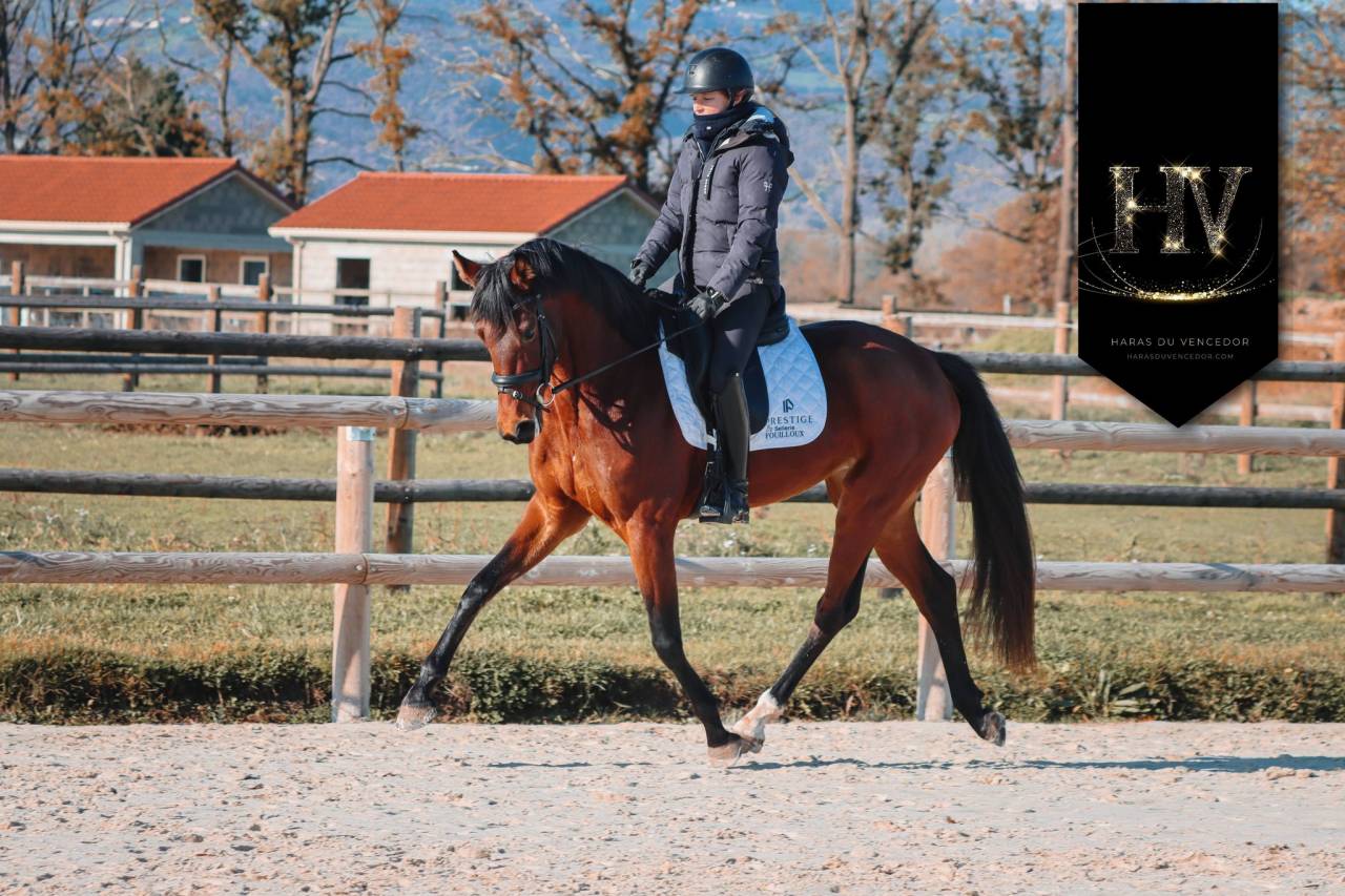 Jument par Vitalis x Apache