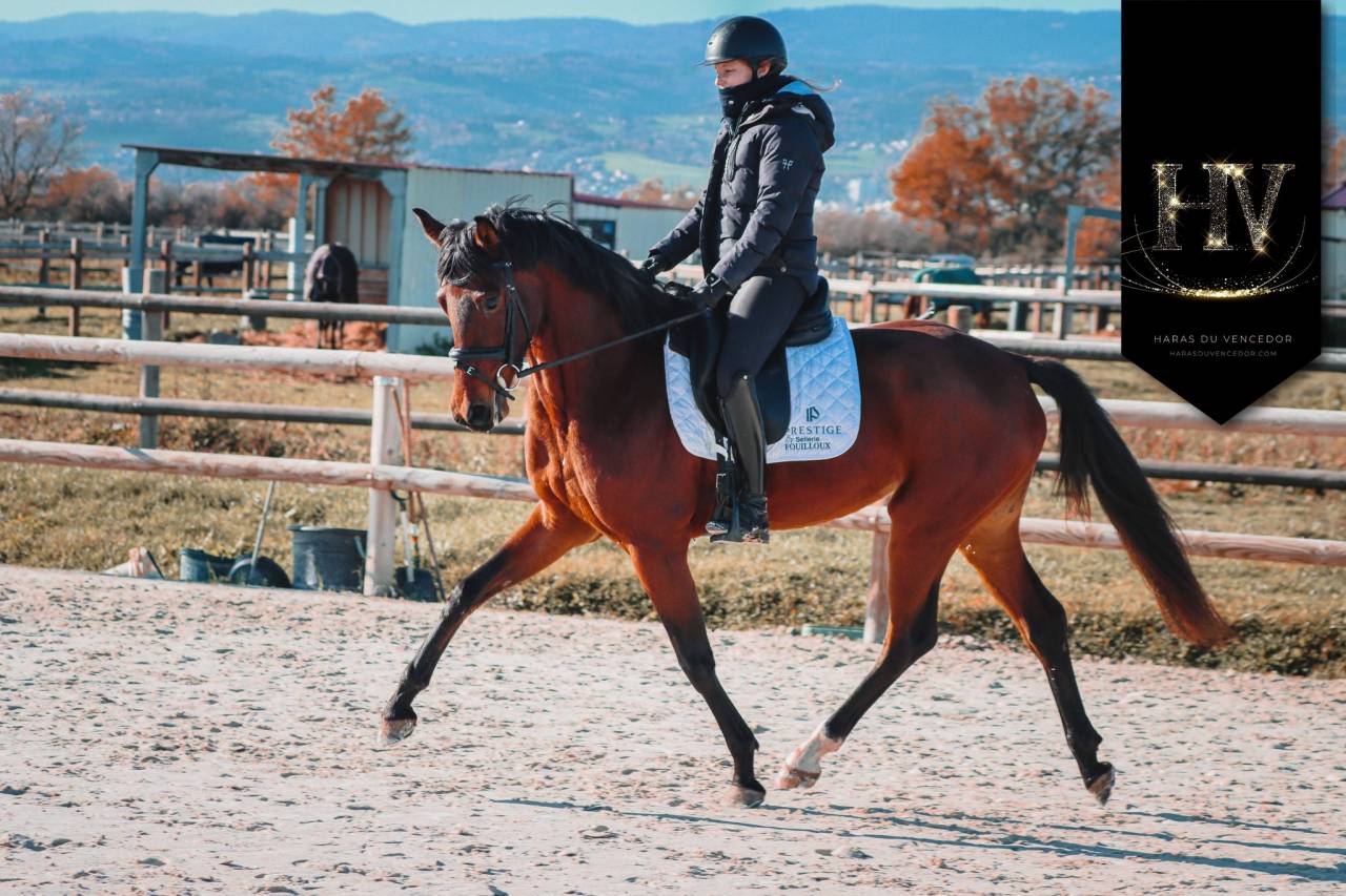 Jument par Vitalis x Apache