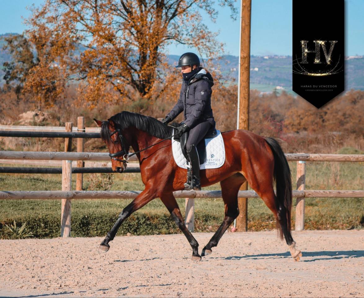 Jument par Vitalis x Apache