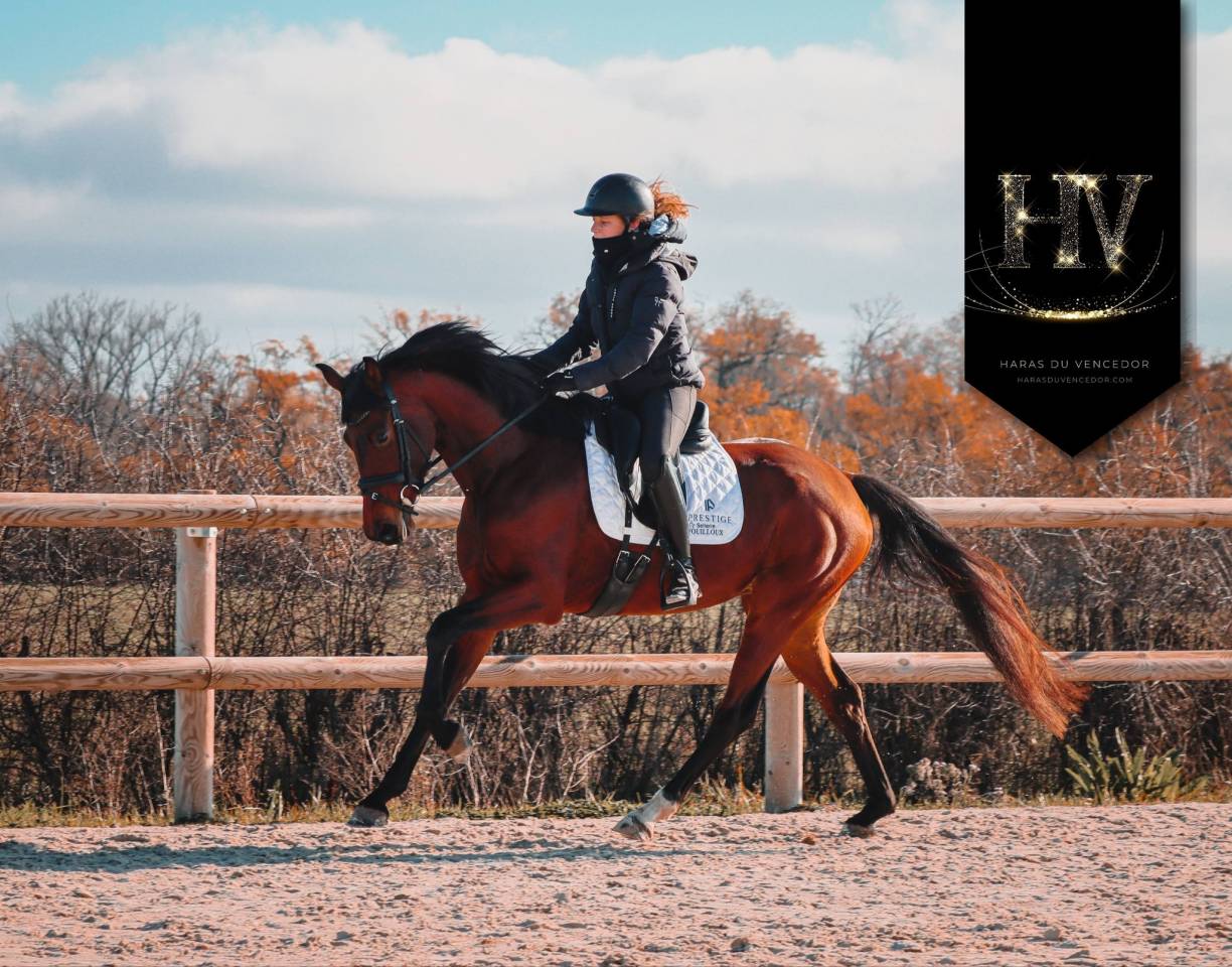 Jument par Vitalis x Apache