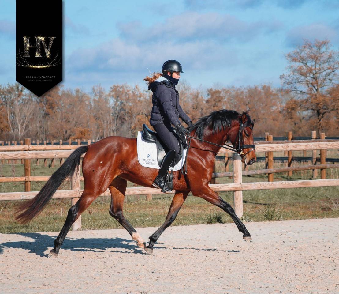 Jument par Vitalis x Apache