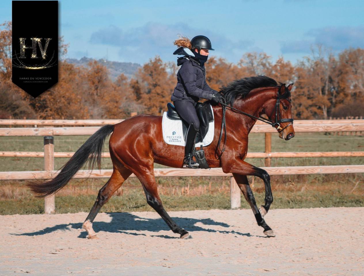 Jument par Vitalis x Apache