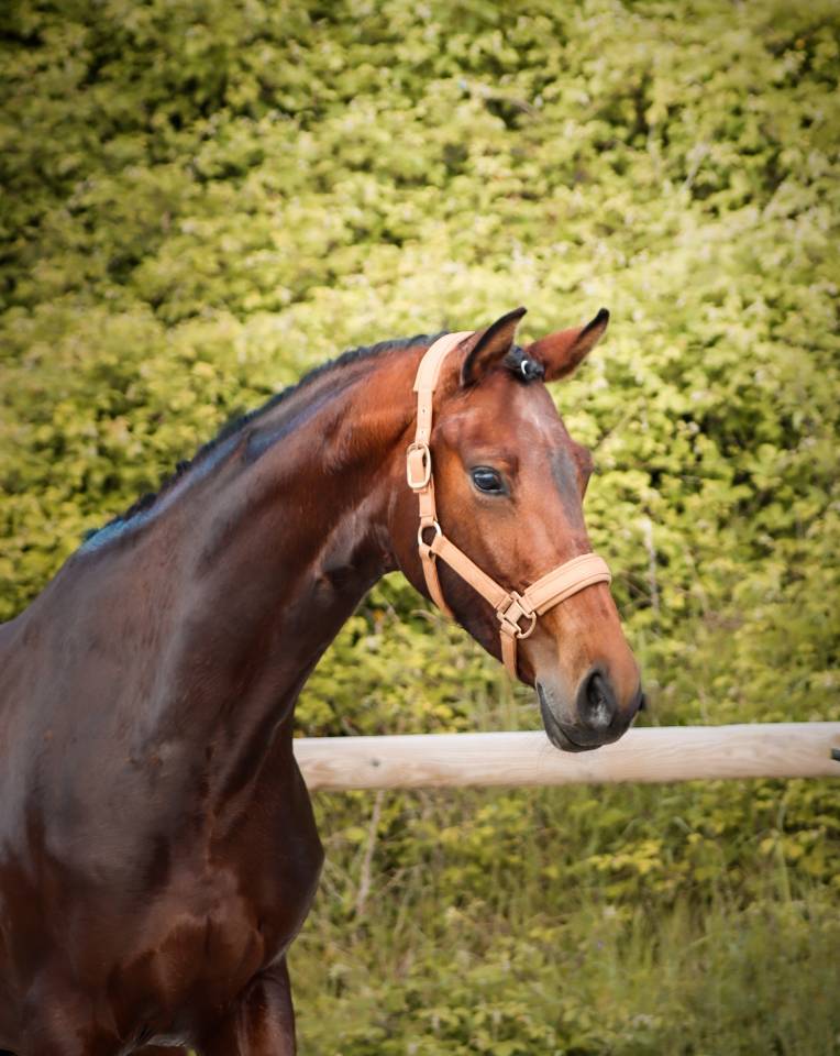 Jument par Vitalis x Apache