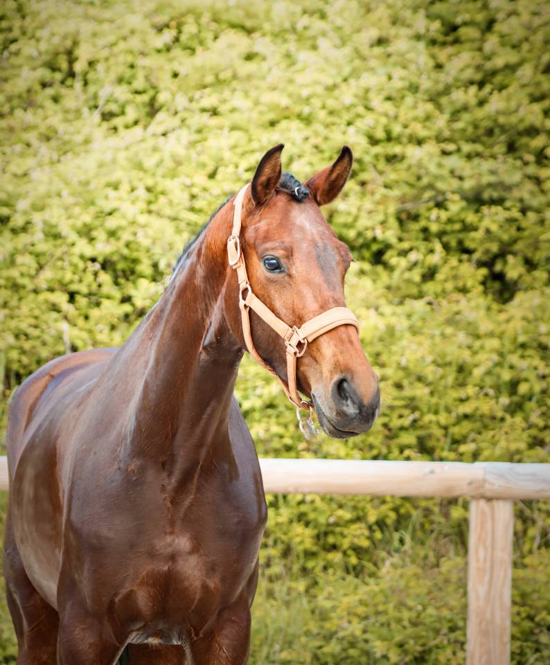 Jument par Vitalis x Apache