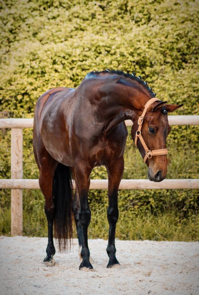 Jument par Vitalis x Apache