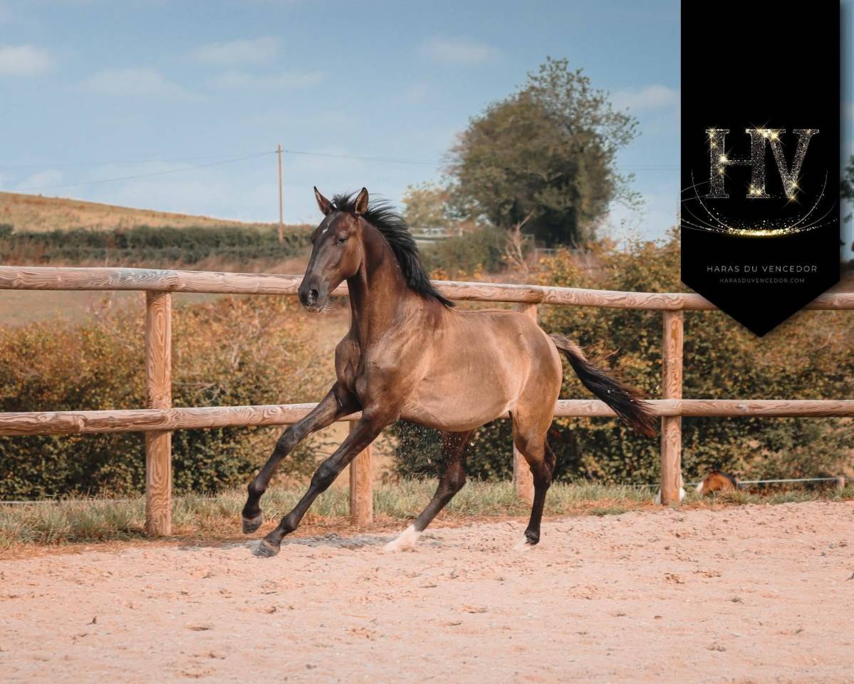 M&acirc;le kwpn Grullo par Inefavel x Dream Boy x Jonhson