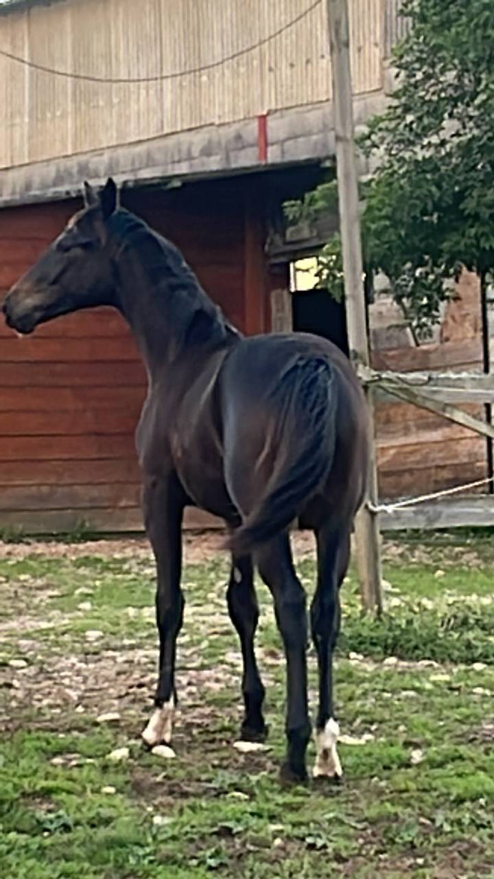 Hongre 2 ans dressage 