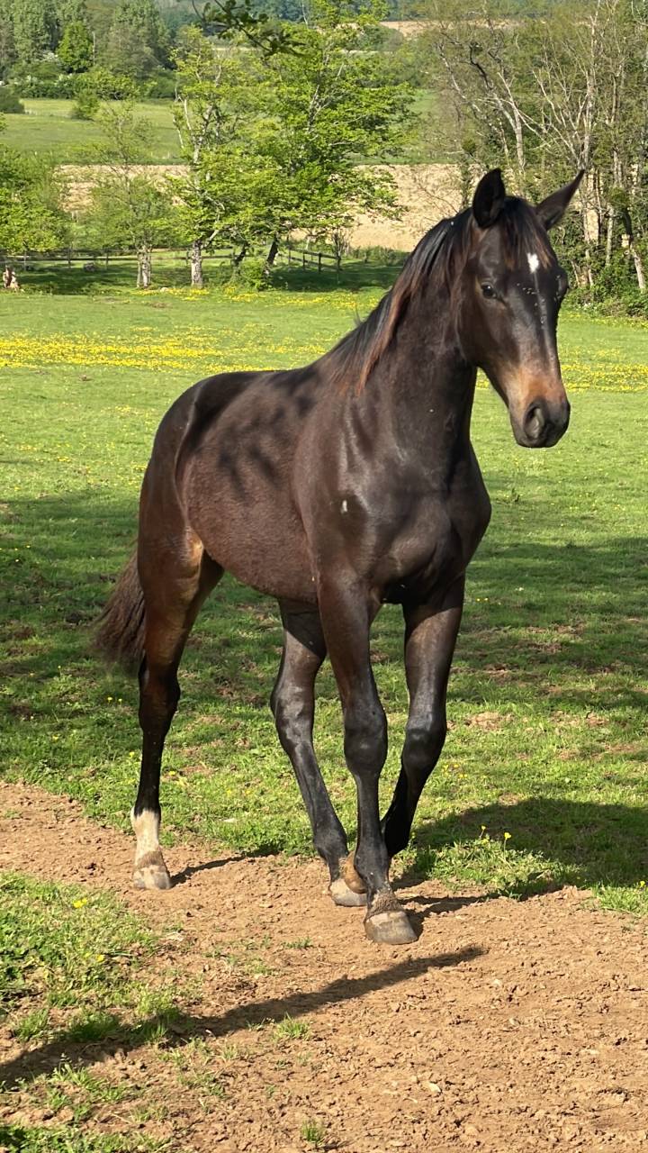 Hongre 2 ans dressage 