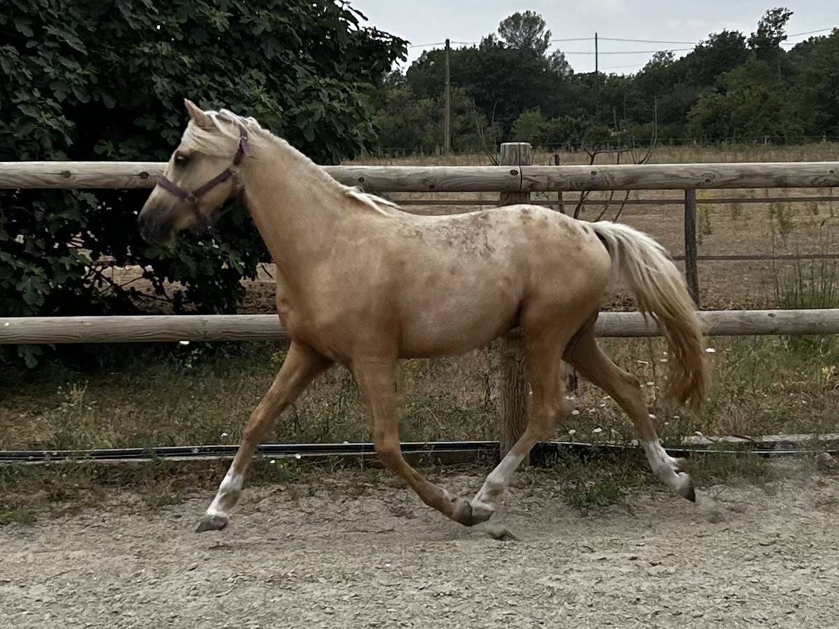 Poney de dressage 