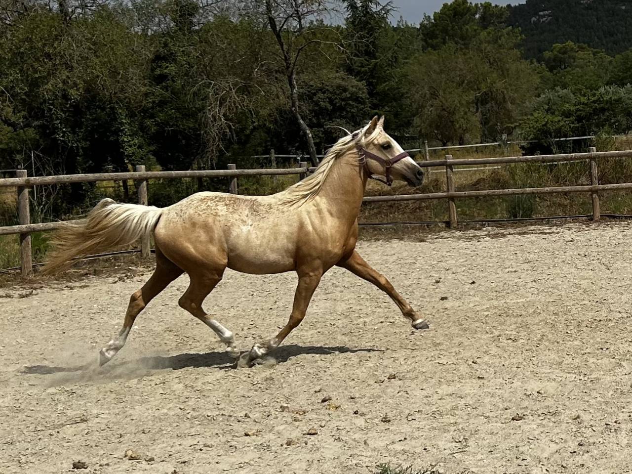 Poney de dressage 