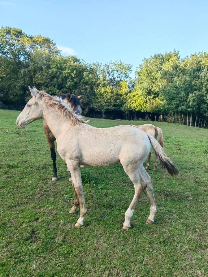 Magnifique poulain RBP champagne cr&egrave;me