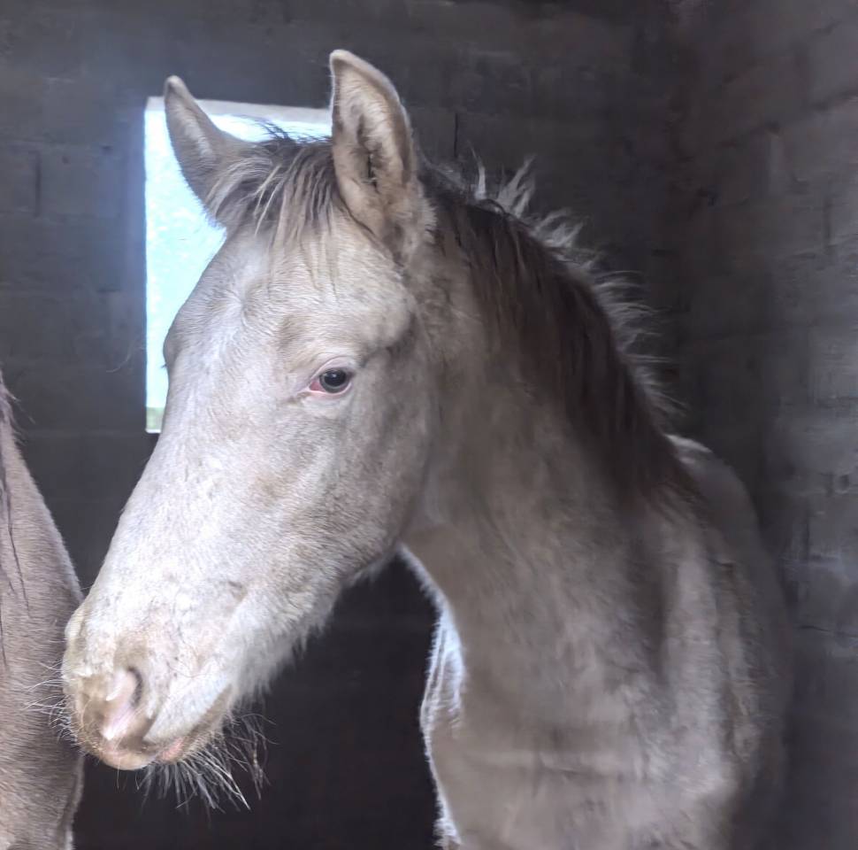 Magnifique poulain RBP champagne cr&egrave;me