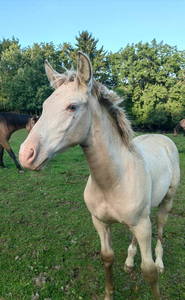 Magnifique poulain RBP champagne cr&egrave;me