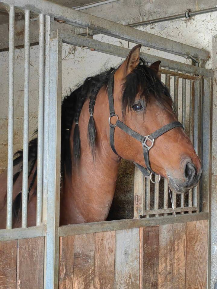 Magnifique entier espagnol 