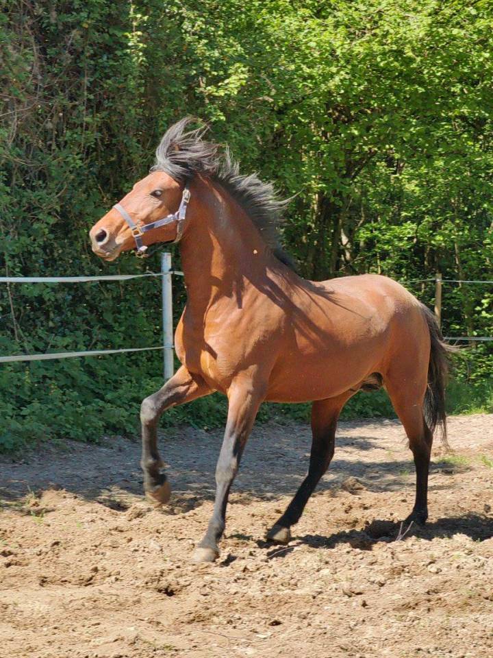 Magnifique entier espagnol 