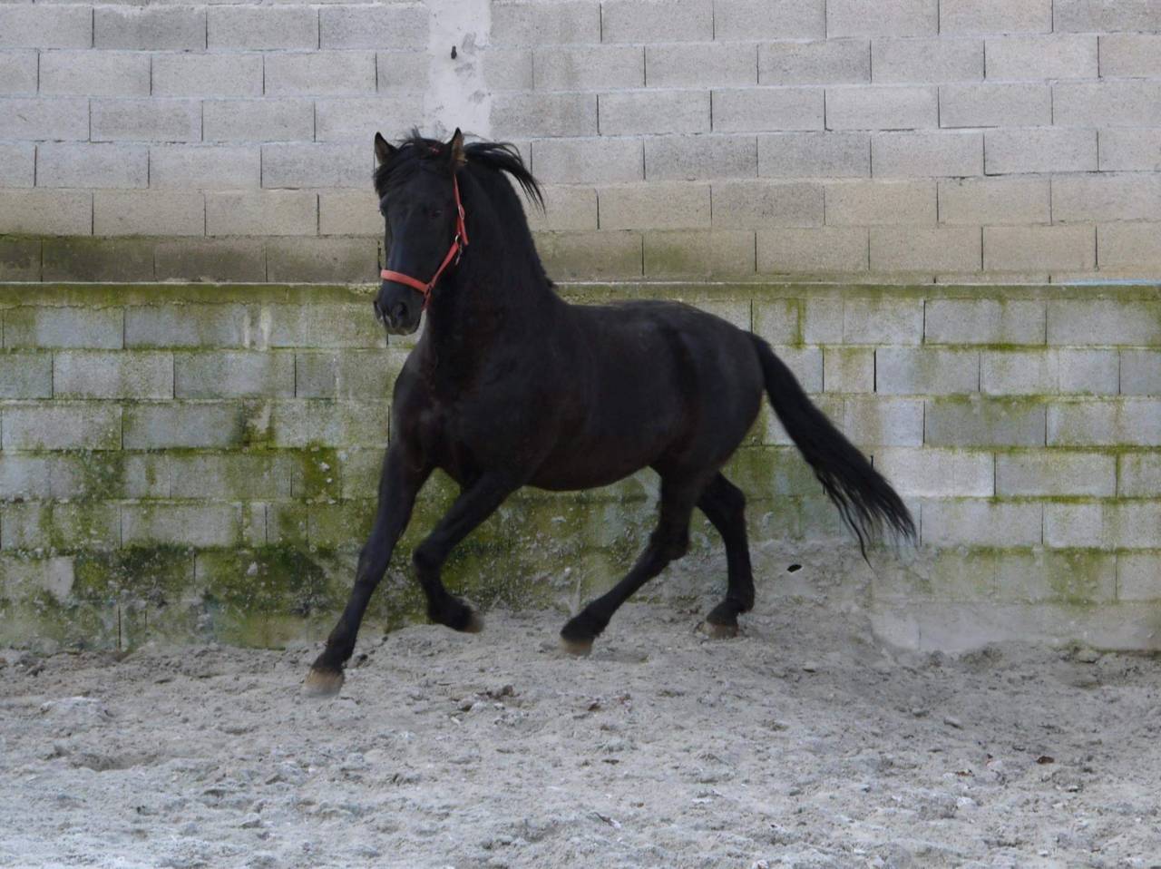 Entier PRE pp noir (Guardiola)