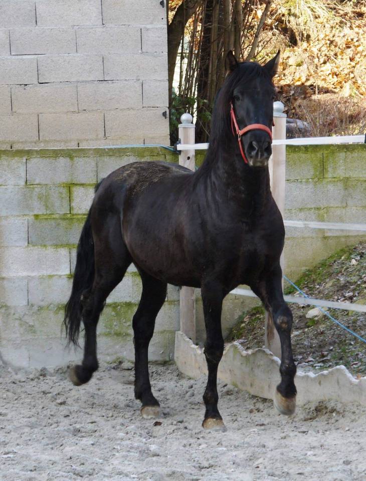 Entier PRE pp noir (Guardiola)