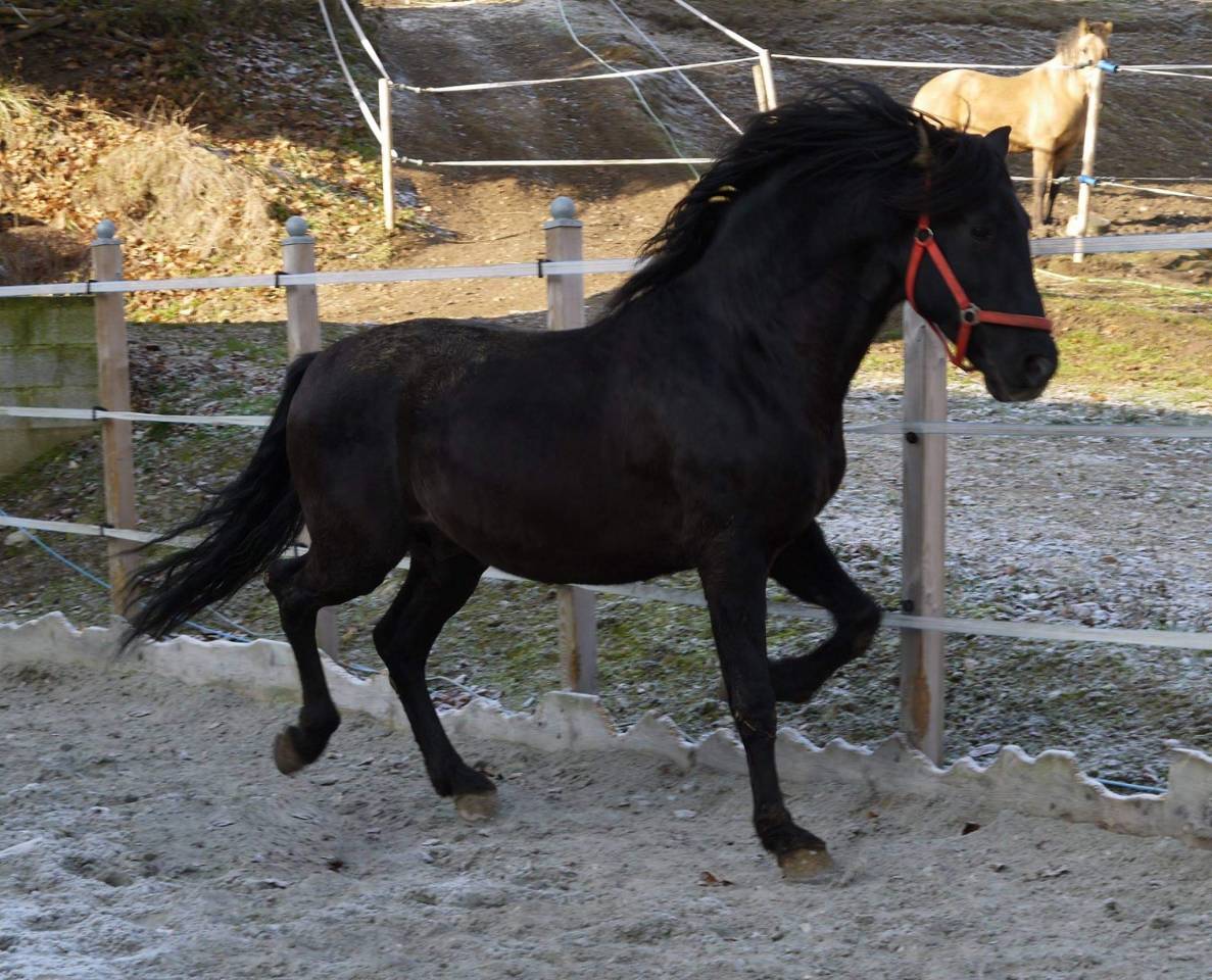 Entier PRE pp noir (Guardiola)