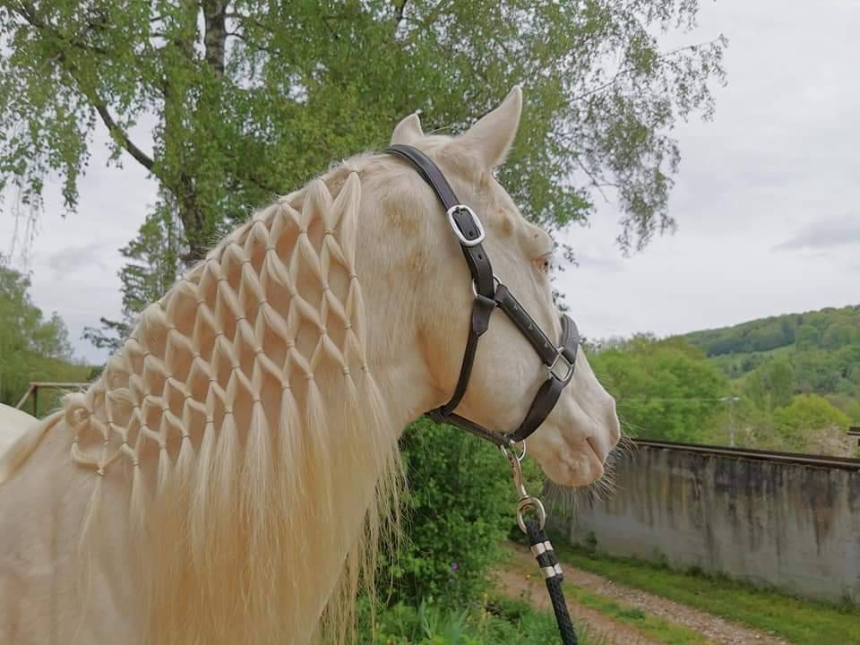 Magnifique hongre cr&egrave;me aux yeux bleus