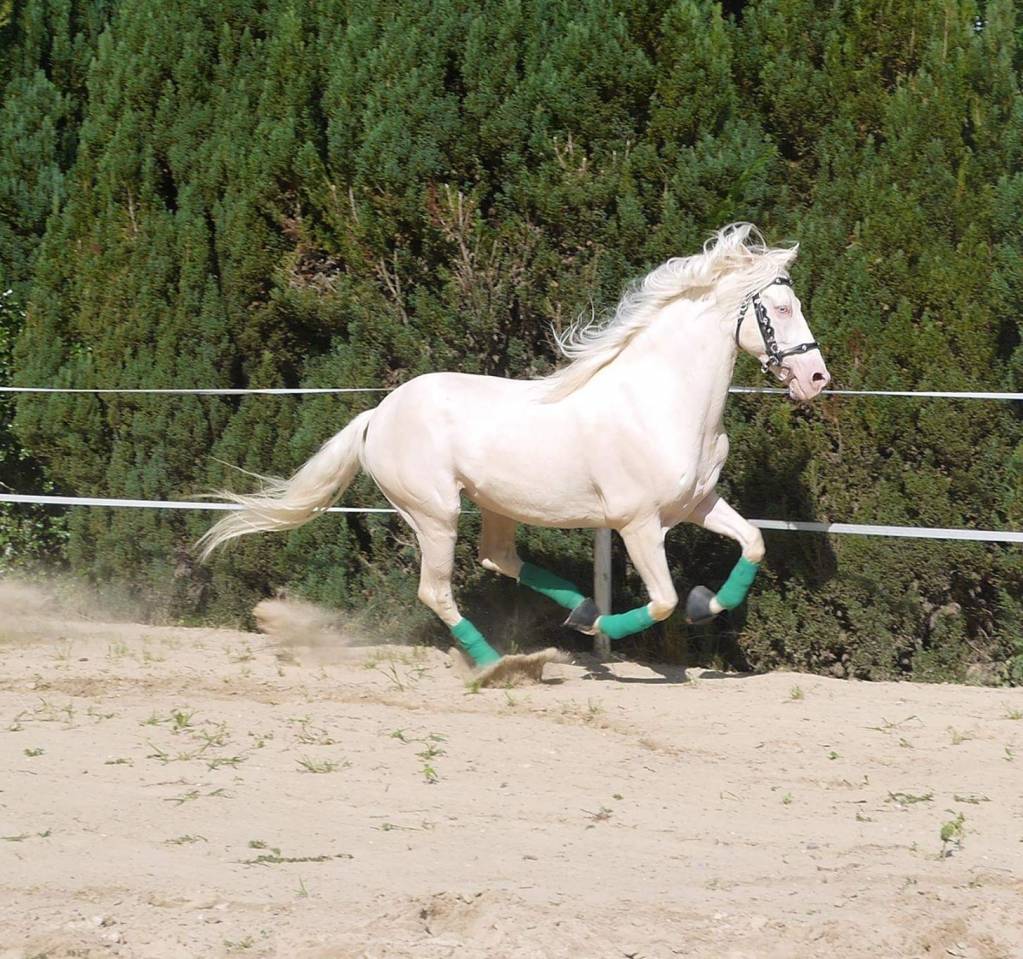 Magnifique hongre cr&egrave;me aux yeux bleus