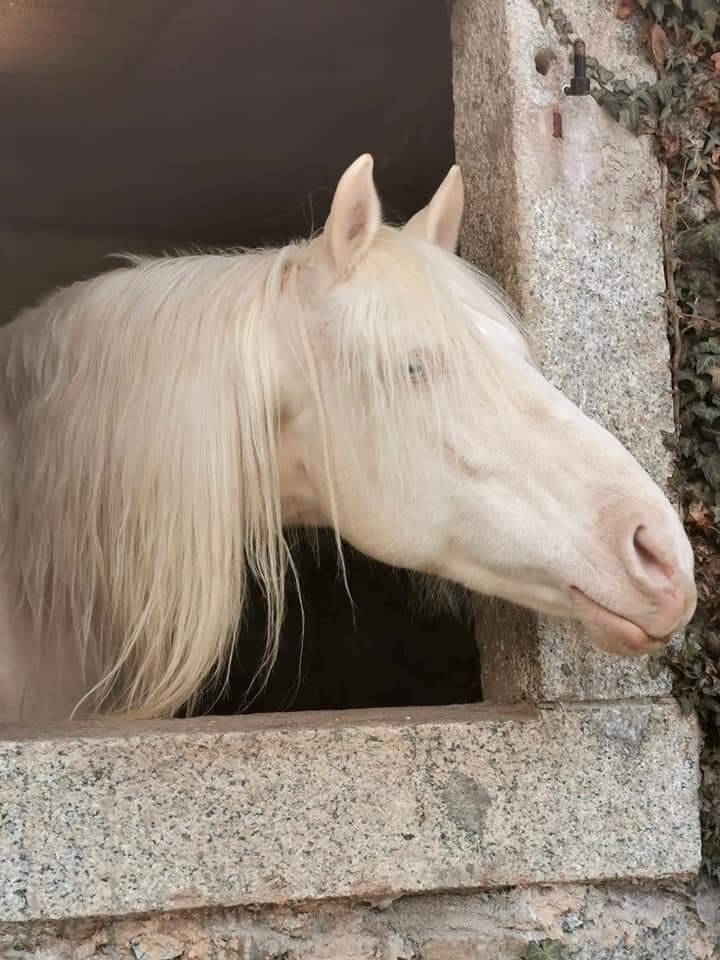 Magnifique hongre cr&egrave;me aux yeux bleus