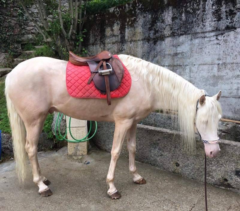 Magnifique hongre cr&egrave;me aux yeux bleus