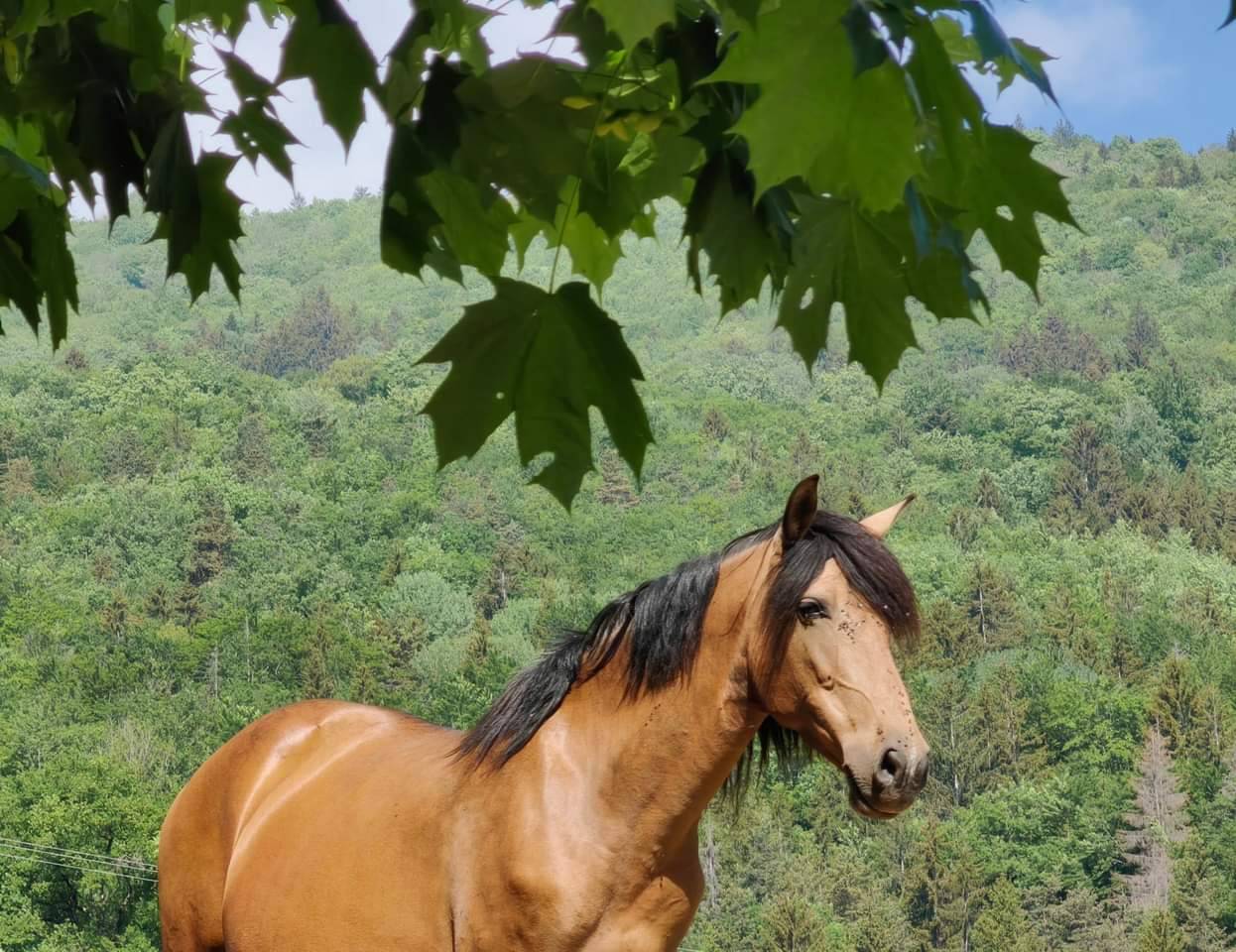 Jument poulini&egrave;re PRE pp isabelle 