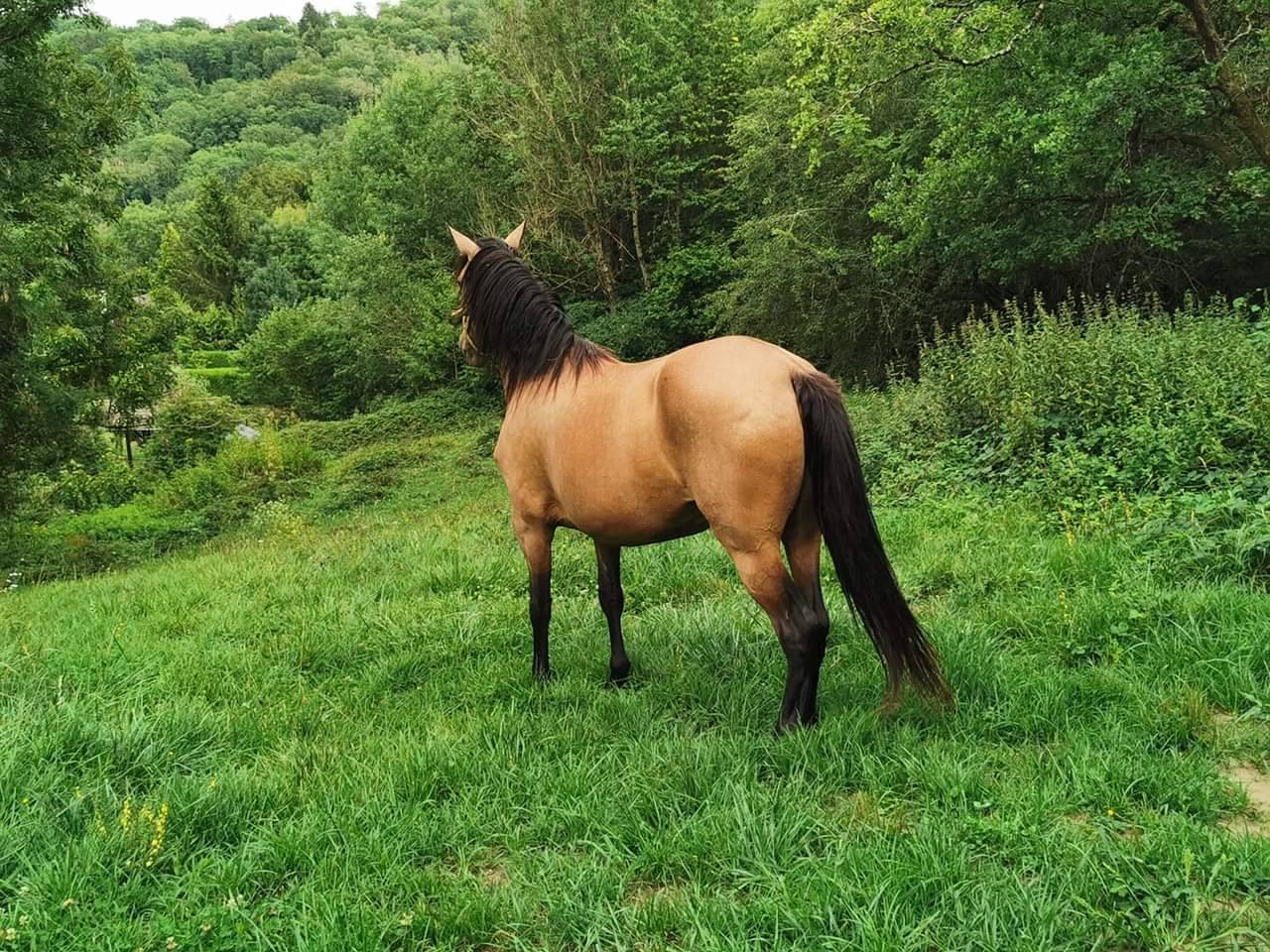 Jument poulini&egrave;re PRE pp isabelle 