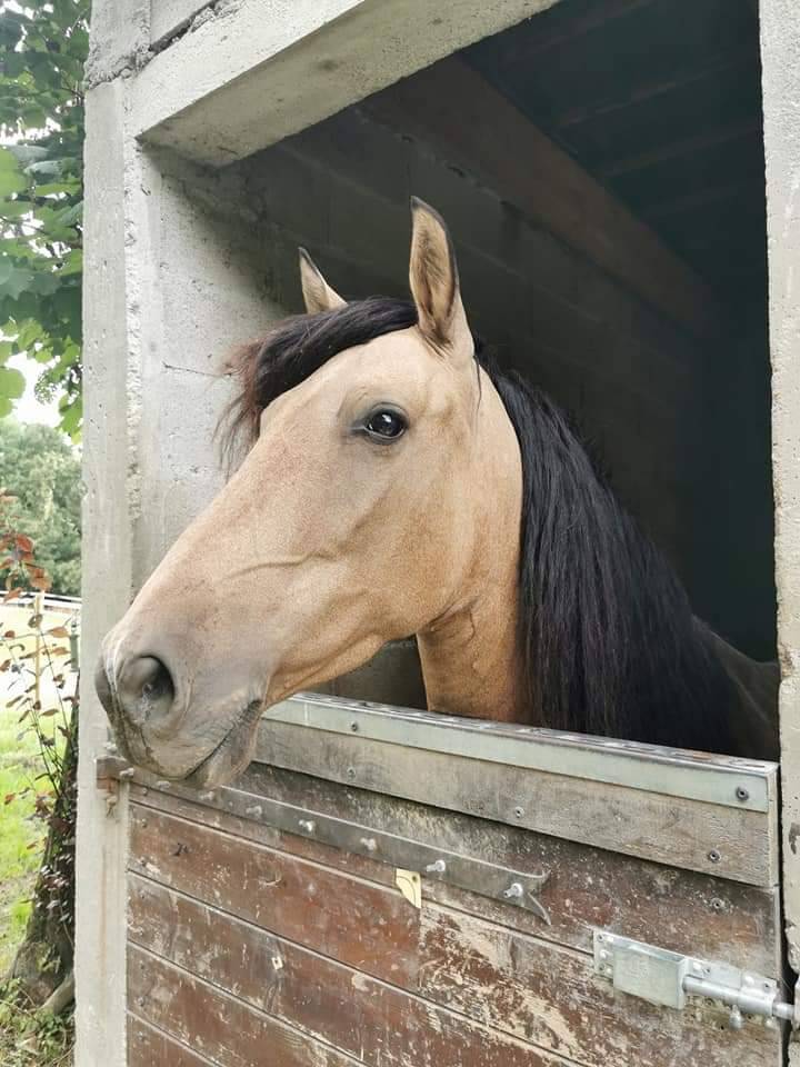 Jument poulini&egrave;re PRE pp isabelle 