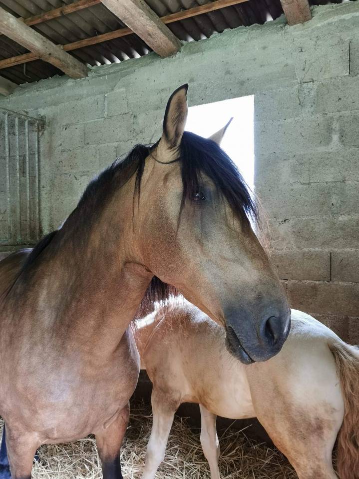 Jument poulini&egrave;re PRE pp isabelle 