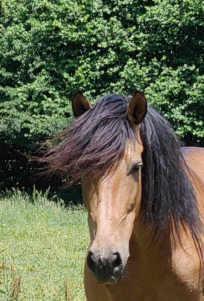 Jument poulini&egrave;re PRE pp isabelle 