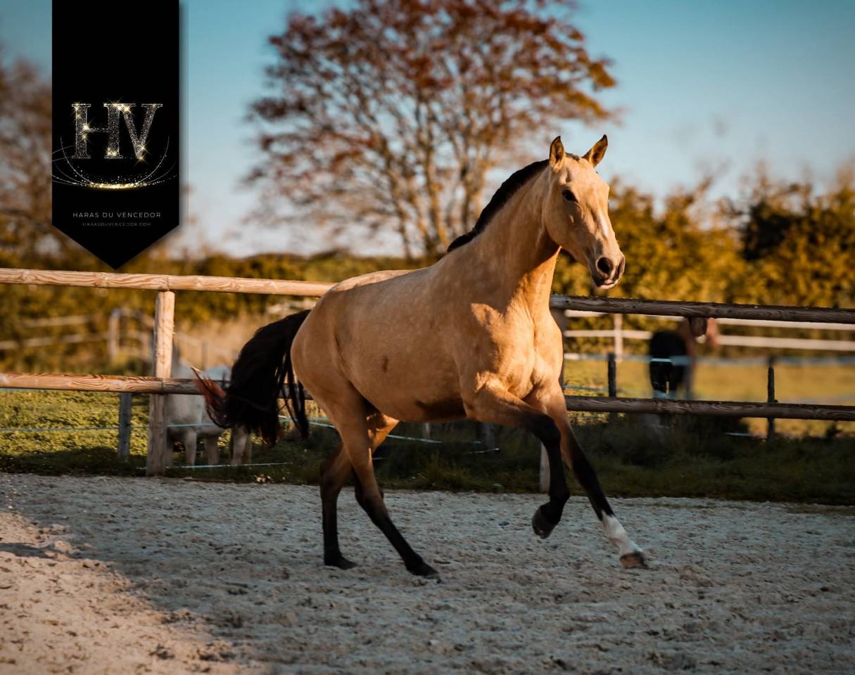 Pouliche Pur Sang Lusitanienne 