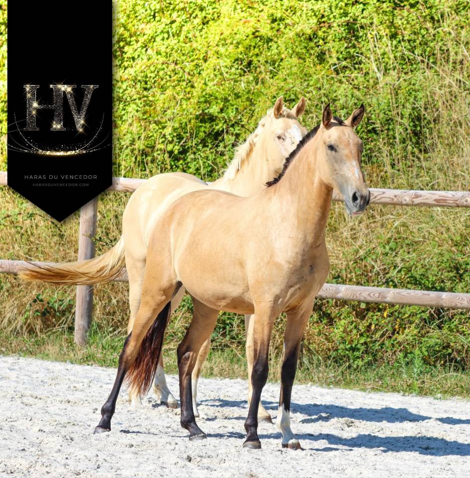 Pouliche Pur Sang Lusitanienne 