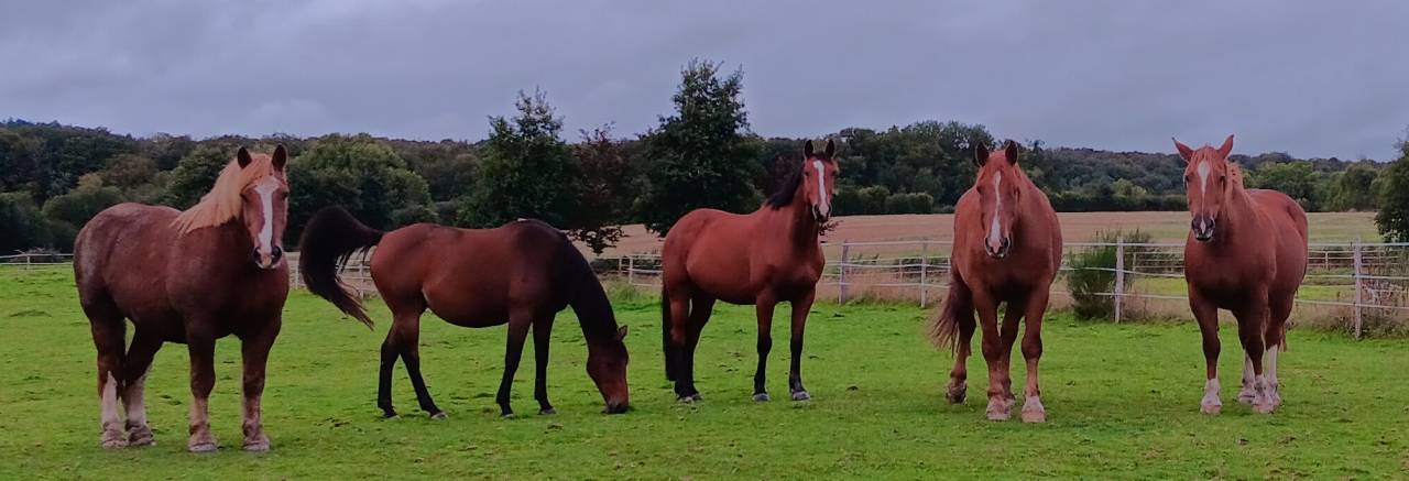 Pension au pr&eacute; avec abri, paturage tournant