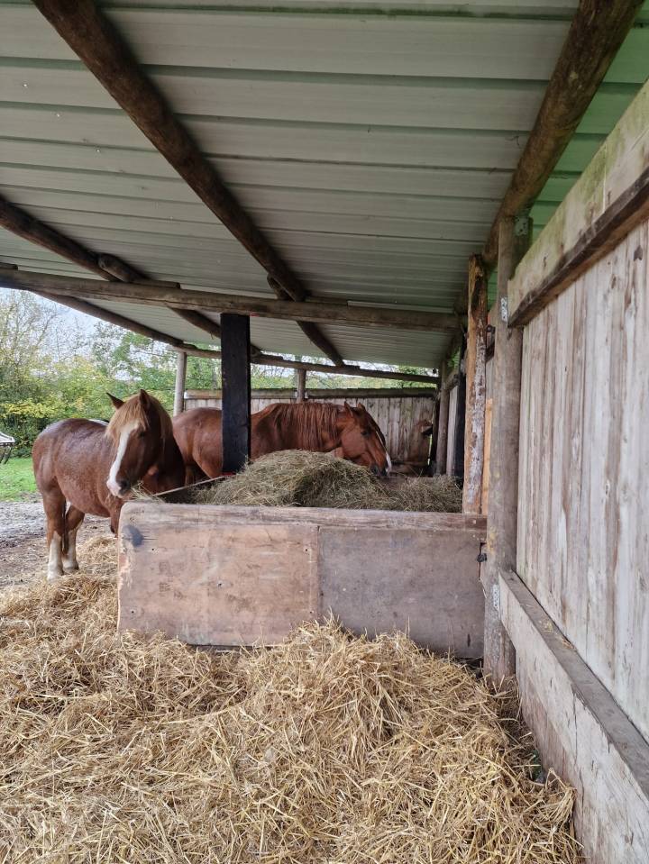 Pension au pr&eacute; avec abri, paturage tournant