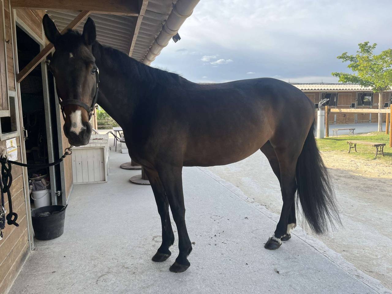 Jument de 10 ans class&eacute; en 125 top origine 