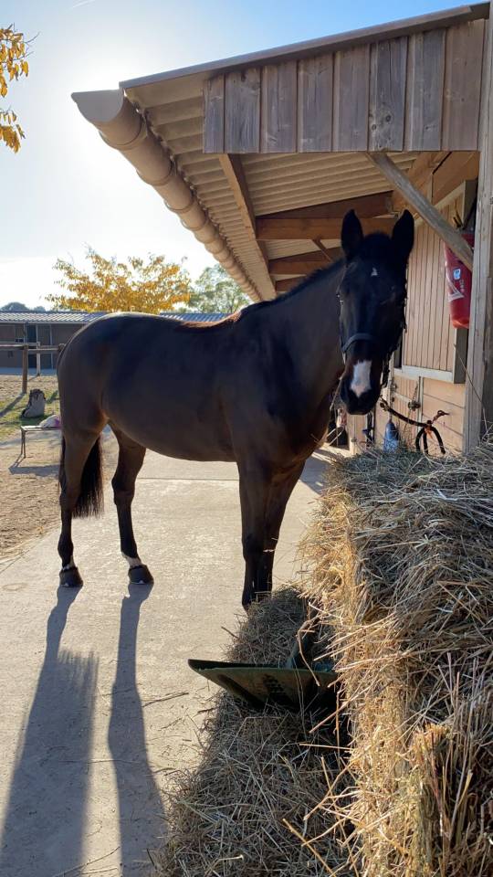 Jument de 10 ans class&eacute; en 125 top origine 
