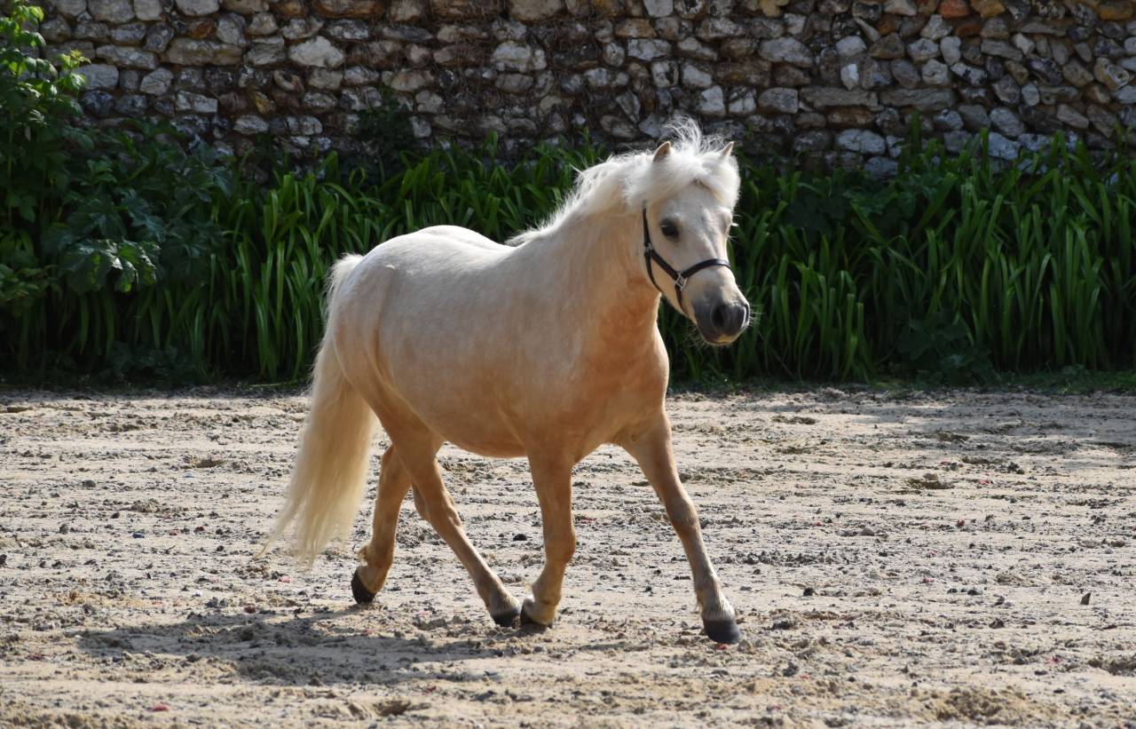 Hongre shetland PP grande taille