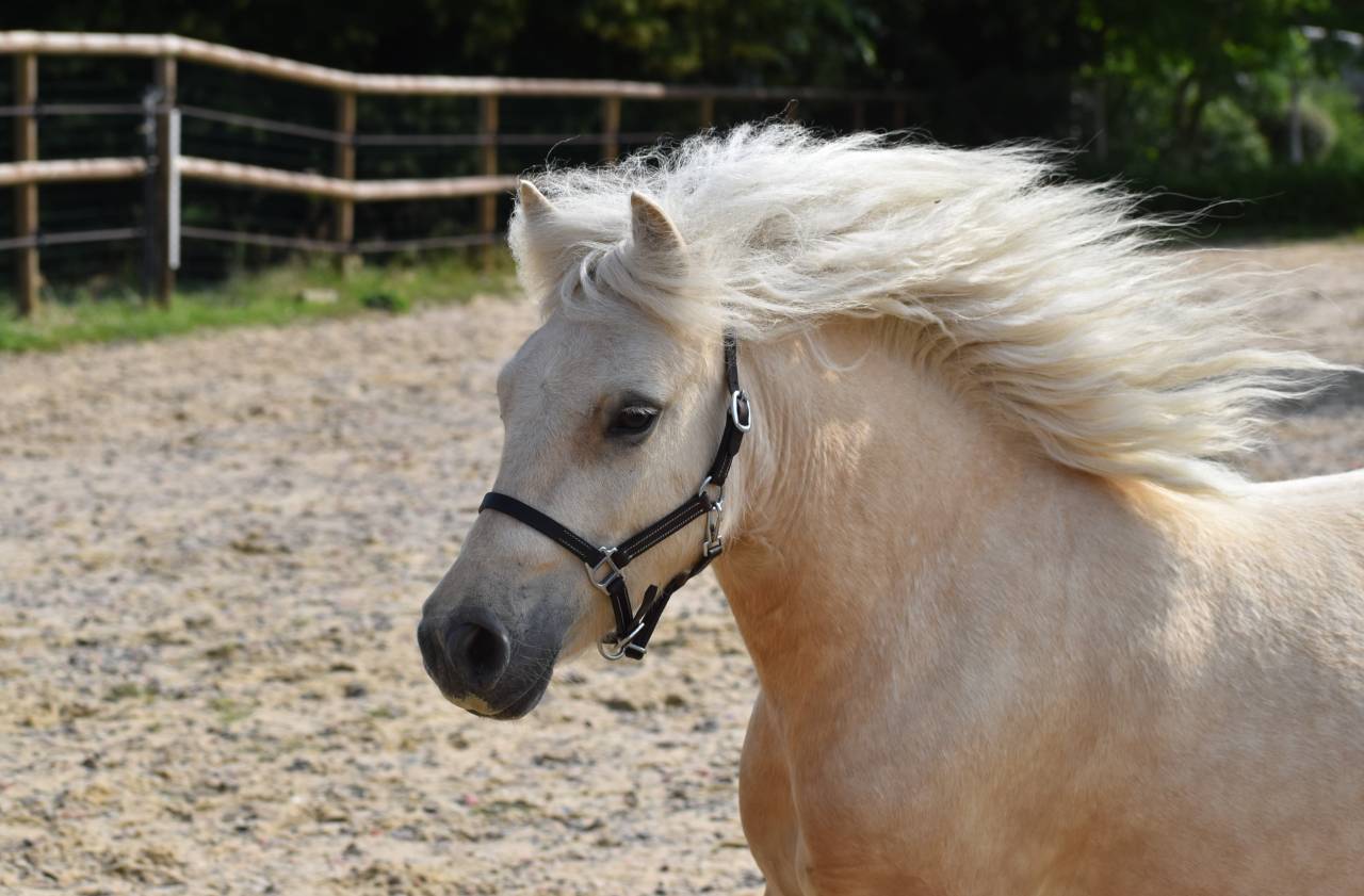 Hongre shetland PP grande taille