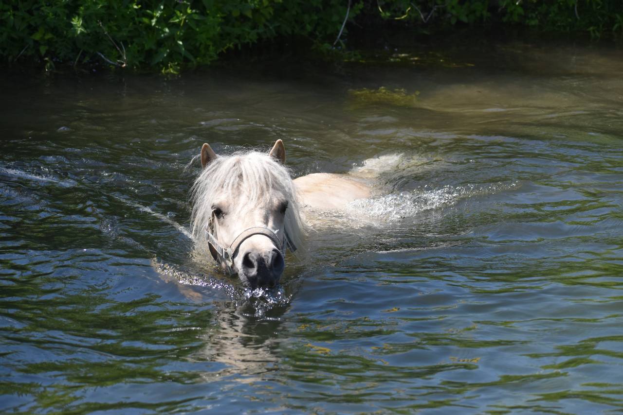 Hongre shetland PP grande taille