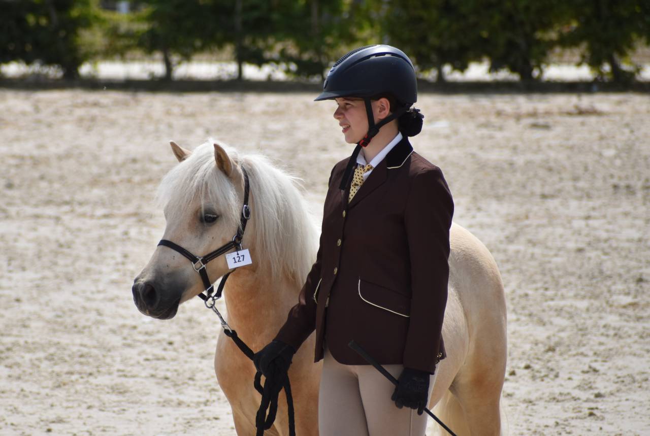 Hongre shetland PP grande taille