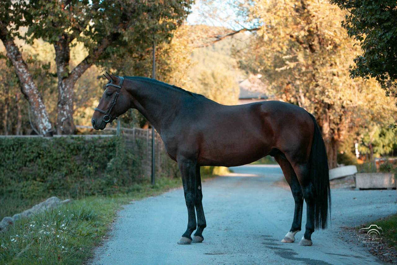 Entier - 6 ans - CCE- France