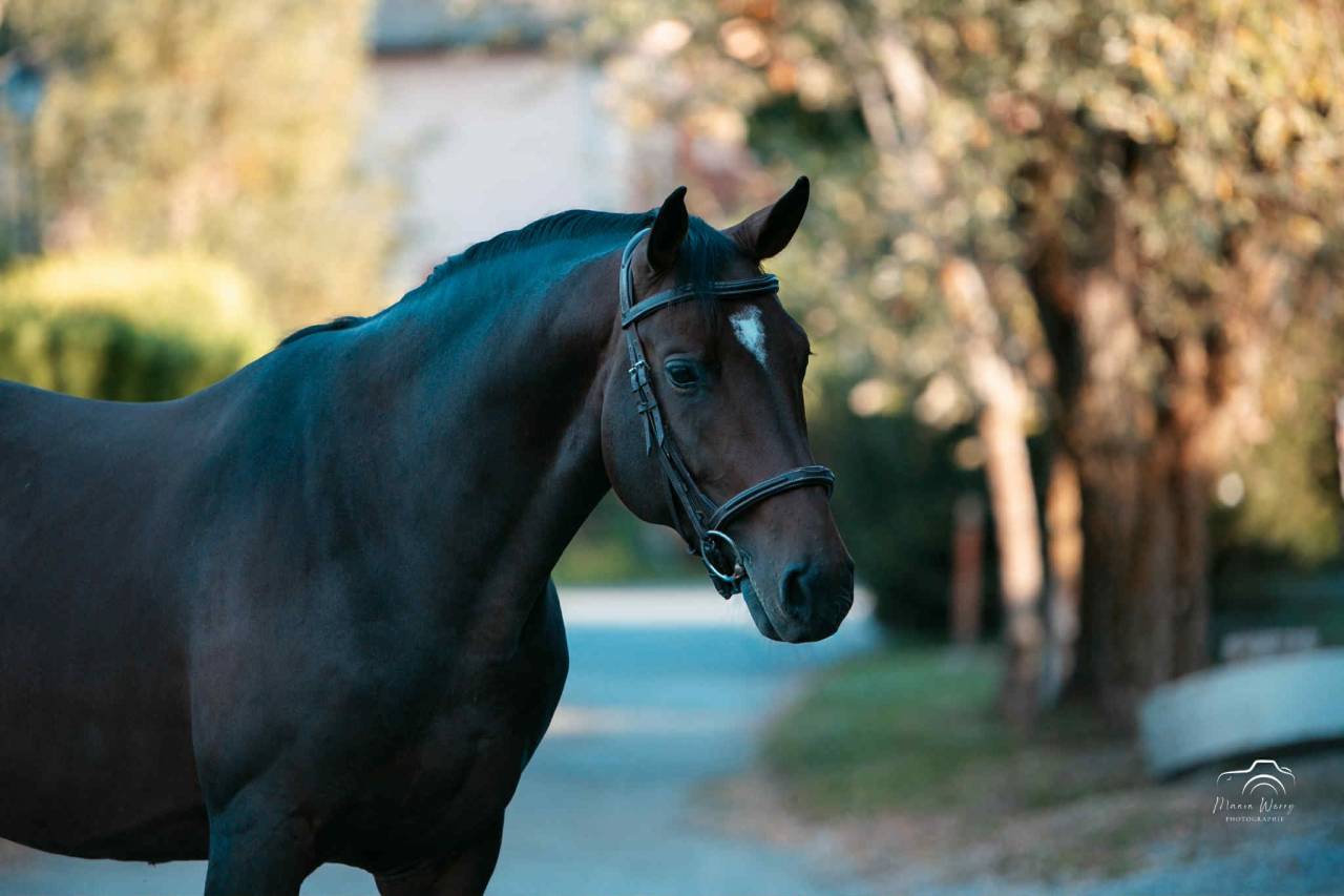 Entier - 6 ans - CCE- France