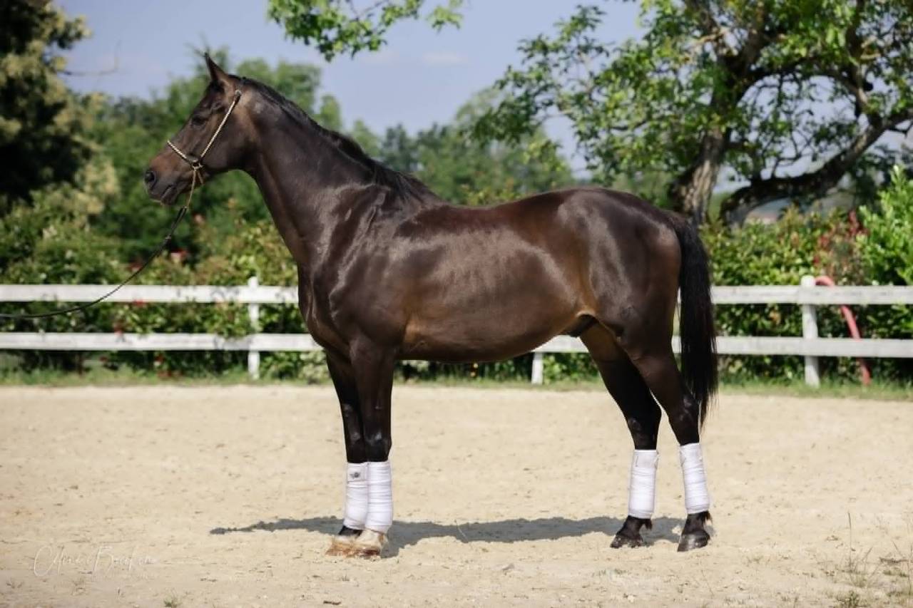 Hongre KWPN -11 ans - Dressage- France