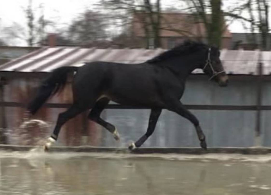 Ponette PP welsh de dressage 